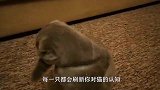 猫咪和主人打拳击，另外一只猫咪却凑了过来，直接就是一记重拳！