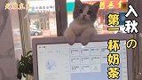 搞笑配音 猫 -老板，我也想要入秋的第一杯奶茶来尝尝鲜
