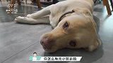 狗狗闻到“外遇”的味道，对主人强行搜身检查，狗：你身上有味道