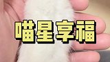 希望三小只在喵星幸福快乐地成长