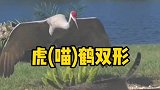 一只猫想抓丹顶鹤
