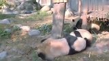 大熊猫竟然这样带小熊猫，看出是亲妈了，生出来给自己玩的