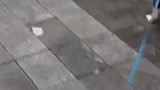 95后女生兼职帮人遛狗，半个小时30元