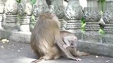 母猴小猴要“教育”才会听话