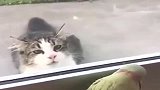 鹦鹉：我们玩的躲猫猫好吗？猫咪：好啊，那你先出来呀！