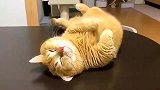 听到主人回来, 猫咪立马翻身坐起来