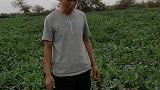 新疆吐鲁番的大西瓜，一腿顶开的这一幕，网友水咋怎么多