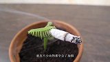 这狗抽烟我忍了，鼻子吐烟圈我也忍了，竟然还会抖烟灰