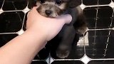 泰迪小银灰