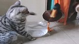 猫和鸭子大打出手，原因竟是因为一口水，猜猜谁能赢