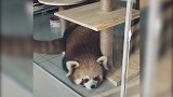 重庆一咖啡馆被爆非法饲养小熊猫，官方已介入调查！