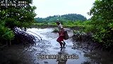红树林滩涂赶海，两斤一只的螃蟹抓到手软，真厉害