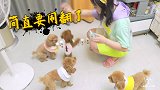 狗狗半岁了都还没名字网友起了一大堆，不料小泰迪选了这个！