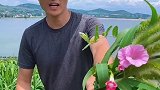 “可以不完美，但一定要真诚，可以不富有，但一定要快乐”结婚10年这是第二次送花狗尾巴草 田园生活