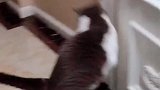 猫：不照镜子我都不知道我长啥样！