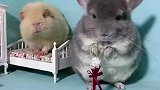 荷兰猪不是猪，龙猫不是猫
