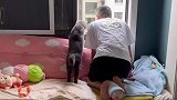 看热闹的猫咪，多亏主人反应够快