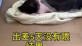 出差5天没有喂，结果这样了