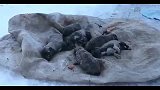 7只没睁眼的小奶狗被遗弃在雪地，冻死3只，主人简直没人性