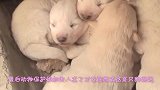 石墙内频频传出求救声，男子凿开石墙，眼前的画面让人一阵心酸