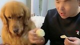 主人给网红金毛欢欢柠檬吃，结局有亮点，太逗了