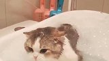 猫：水快没了，铲屎的快放点水啊！