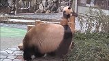 熊猫宝宝咬不动竹子，就叼着自娱自乐玩起来