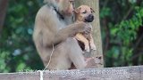 母猴痛失孩子后，捡了一只小狗当做自己的孩子，画面让人产生怜悯