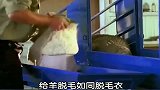 给羊脱毛如同脱毛衣，你见过吗