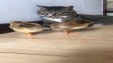 当面一套背面一套的猫猫！