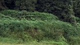 农村搞笑喜剧；昌付二哥找媳妇，结局太搞笑了