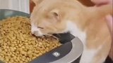 小猫咪有什么坏心眼？它只是想多吃几口罢了！