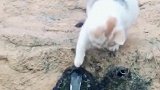 猫：奇了怪，这石头怎么还会流水呀！