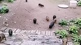 荷兰猪一起回屋了
