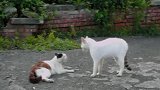 神奇两只猫咪鬼鬼祟祟的做了什么东西让人震撼