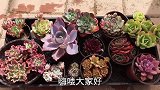 满满一筐多肉颜色太靓，蜡牡丹出状态好看，还有几个小贵货