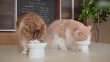 漂亮的猫咪来袭，猫咪们认真吃饭的样子，真可爱！