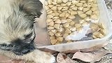 流浪狗：爱心人士喂它吃食，已经奄奄一息了