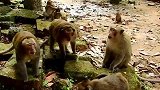 为了不想当光棍，公猴们展开了残酷的战斗