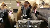 国外牧场是如何挤牛奶的？一人负责1000头奶牛，彻底解放双手