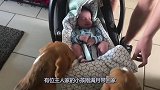 两只狗与小主人初次见面，小心翼翼地陪在主人身边，画面十分有爱