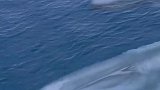 这是地球最大的哺乳动物，蓝鲸，没有之一