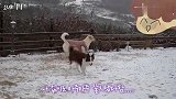 躺在地上睡觉被博美打扰，求拉布拉多心理阴影面积