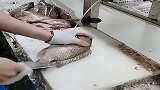 三十秒处理一条鱼的牛人