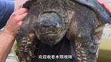 湖南一男子抓到大龟，生怕是国家保护动物，专家却让他快杀了！
