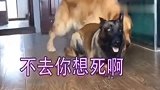 牛牛王子犯错，主人叫后，它俩装着趴地上慢慢往主人身边挪，逗