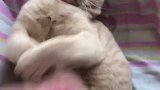 猫：真烦，别打扰我，我又不上班，起床干啥！