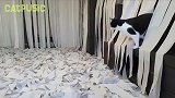 把猫放到一个全是卫生纸的房间会发生什么