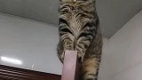 看我家猫咪眼睛漂亮不