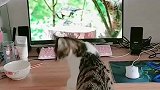 猫：别打扰我，我在抓鸟呢！